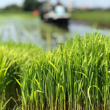 Koshihikari Rice Ale