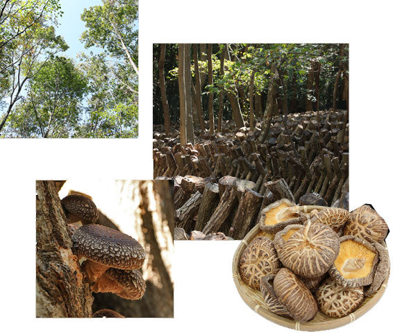 Premium Japanese Dried Shiitake Mushroom 茶花冬菇 (50g)