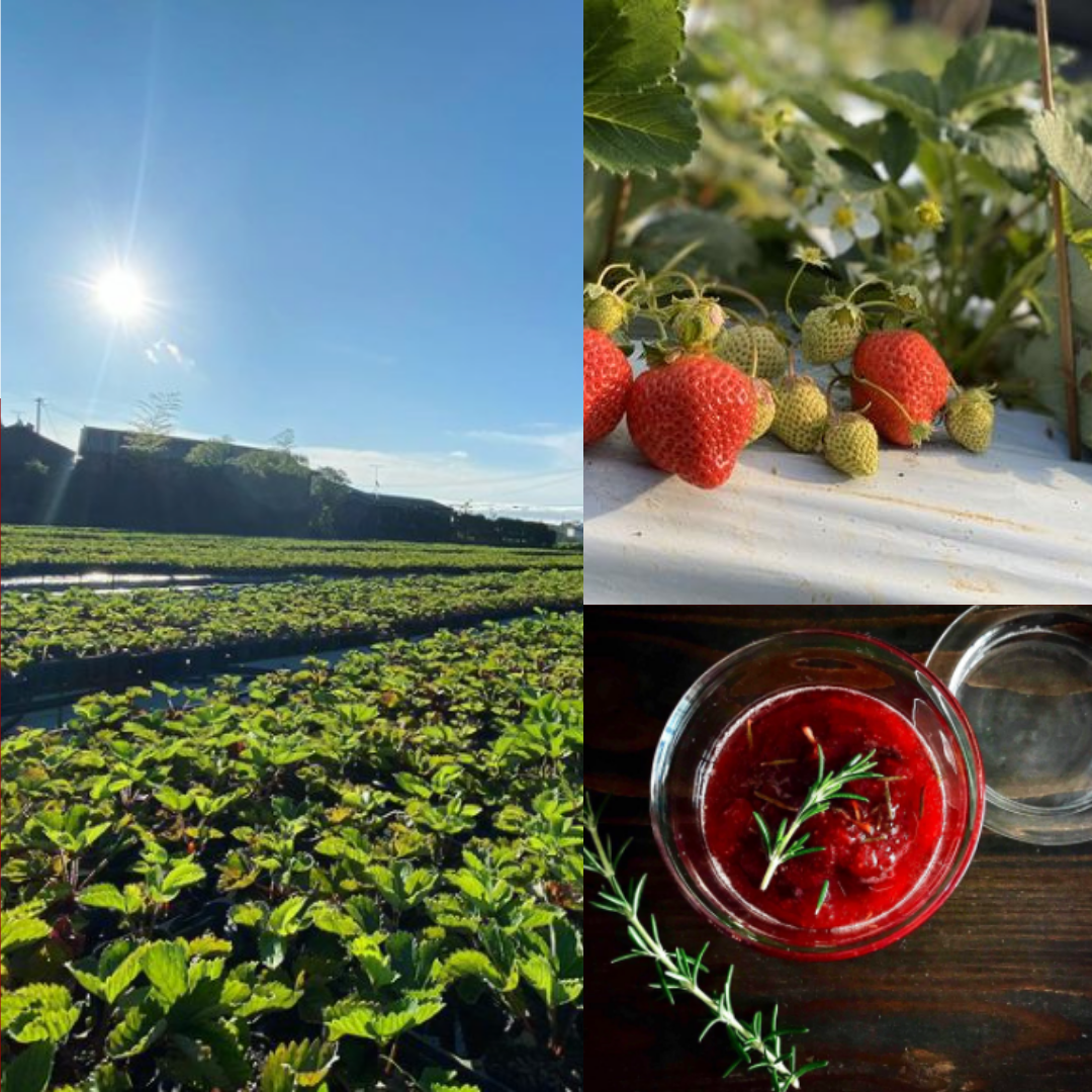 【Story】Ise Strawberry Field in Munakata City