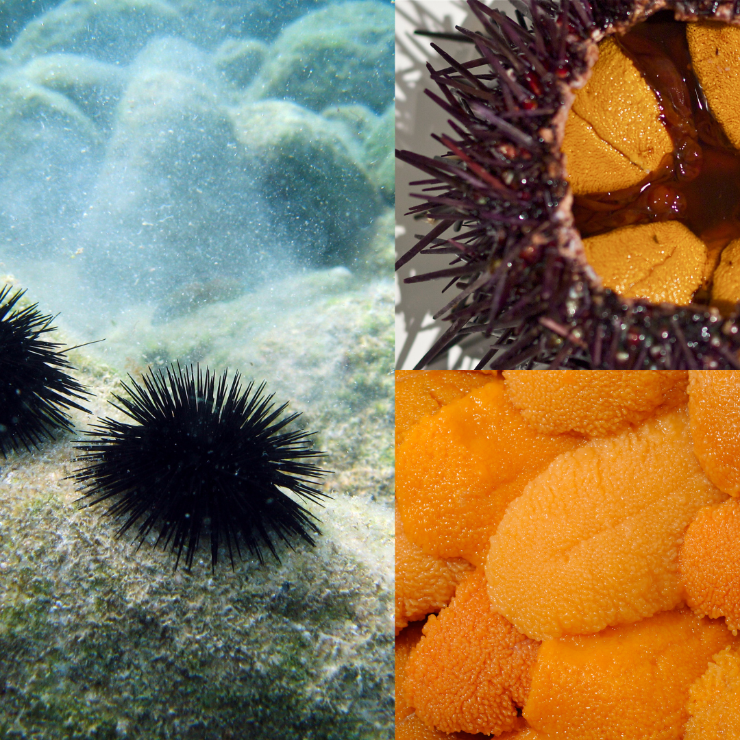 【Recipe】Uni Pasta