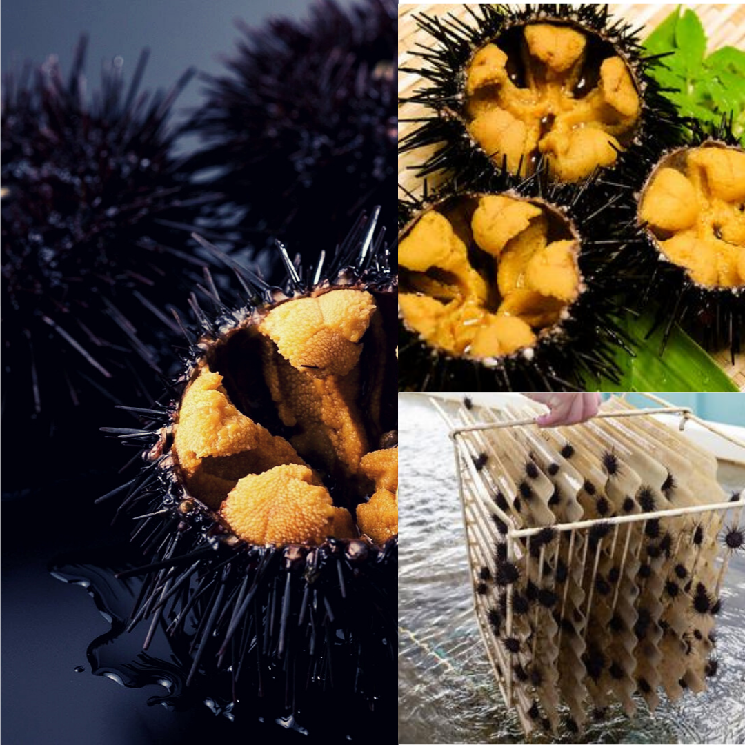 【Story】Kitasanriku Factory (Producer of Kita Murasaki Sea Urchins)