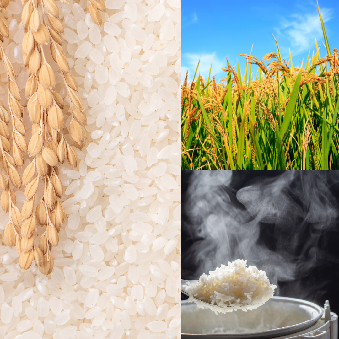 Sumidaya Rice 【Story】What is “Delicious RICE”?🌾🍣 – J Passport Selection