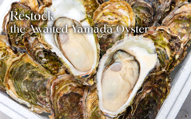 Restock the Awaited Yamada Oyster