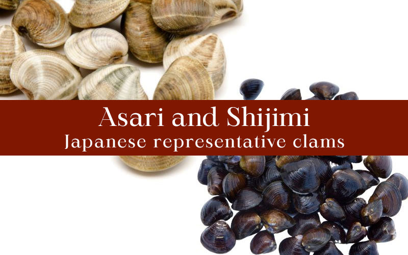 [New] Asari and Shijimi, Japanese representative clams