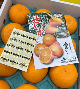 [Pre-Order] Japanese Mandarin Mikan 'SETOKA'  せとか / 3 kg, 8-12 pieces