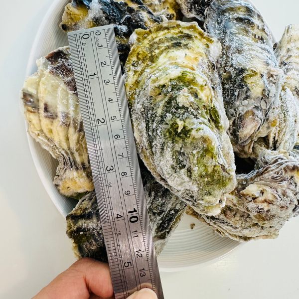 [Sashimi Grade] Yamada Bay Oyster (12pcs) with whole shell