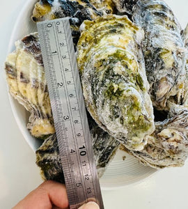 [Sashimi Grade] Yamada Bay Oyster (12pcs) with whole shell