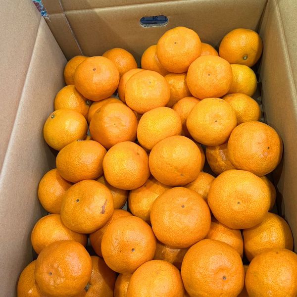 [Pre-Order] ORIGINAL WHOLESALE BOX - JAPANESE MIKAN / 1 box, 5kg