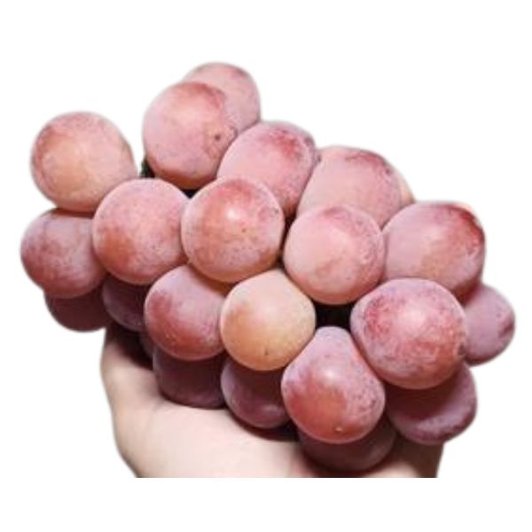 [Pre-Order] Queen Nina Grape クイーンニーナ / 500-600g