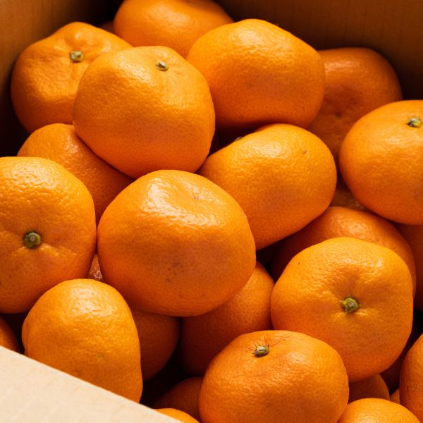 [Pre-Order] ORIGINAL WHOLESALE BOX - JAPANESE MIKAN / 1 box, 5kg