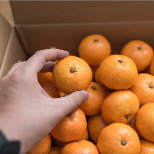 [Pre-Order] ORIGINAL WHOLESALE BOX - JAPANESE MIKAN / 1 box, 5kg