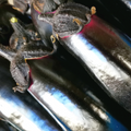 Toronasu (Brinjal) - (-400g)