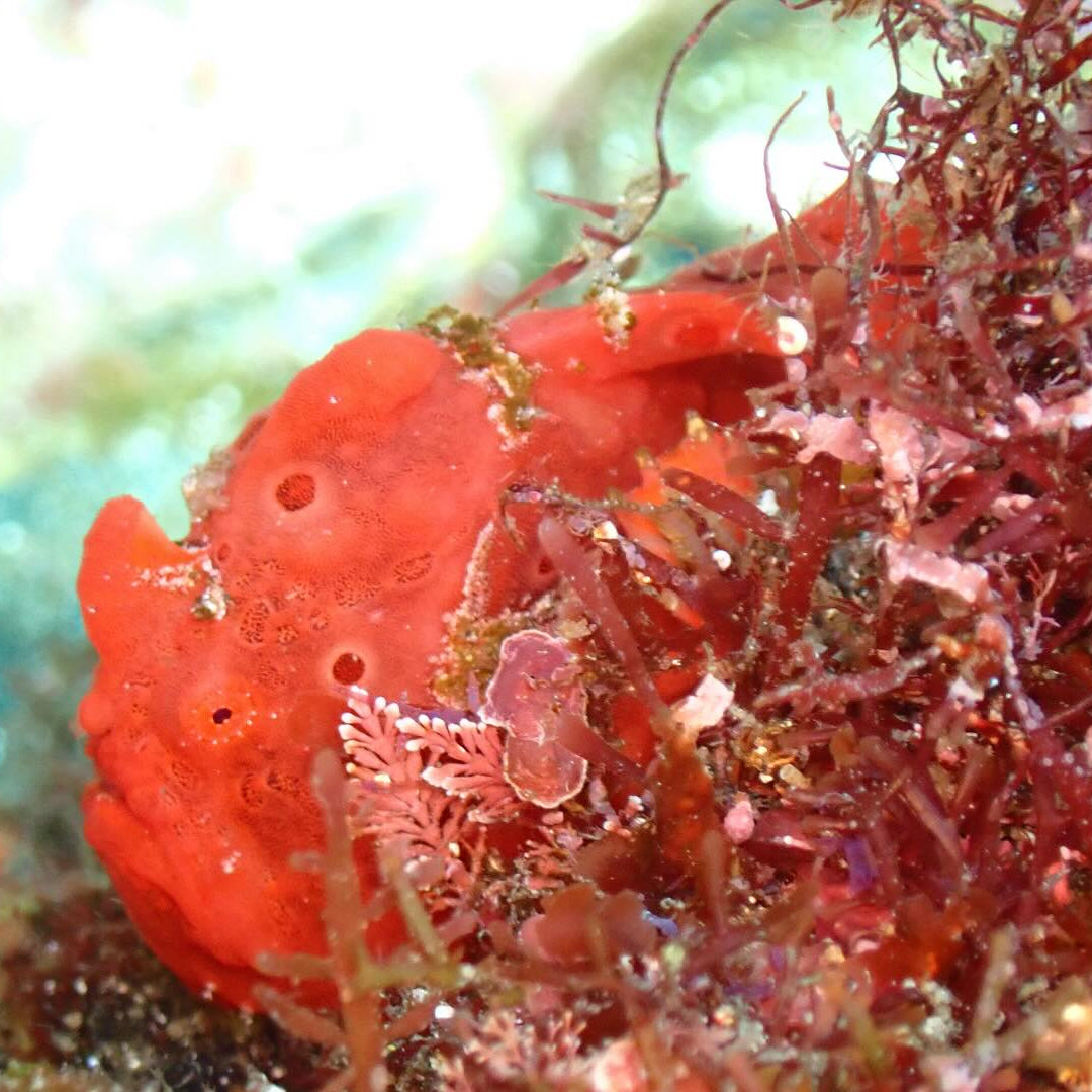 A Diving Day in Izu tour