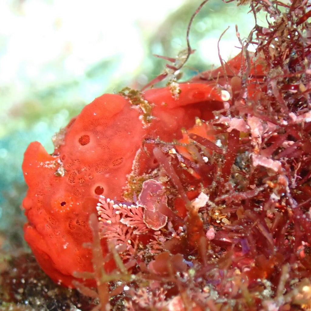 A Diving Day in Izu tour