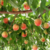 [Pre-Order] Greenhouse Peaches - ハウス桃 / 2kg, 5piece