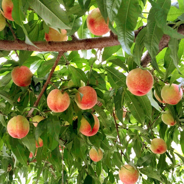 [Pre-Order] Greenhouse Peaches - ハウス桃 / 2kg, 5piece