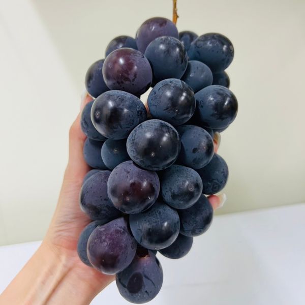 [Pre-Order] Pione Grape ピオーネ / 500-600g