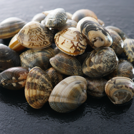 Asari Short Neck Clam (400g)