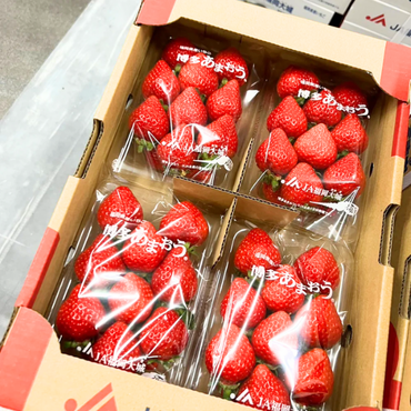 [Pre-Order] Japanese Strawberry 'AMAOU'  あまおう / 0.5 kg, 2 packs