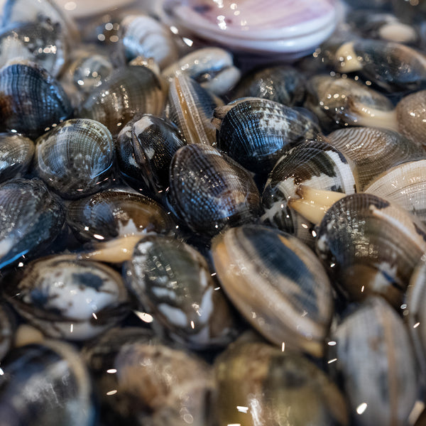 Edomae Asari Clams (Pre-purged & Frozen) -  330–350g