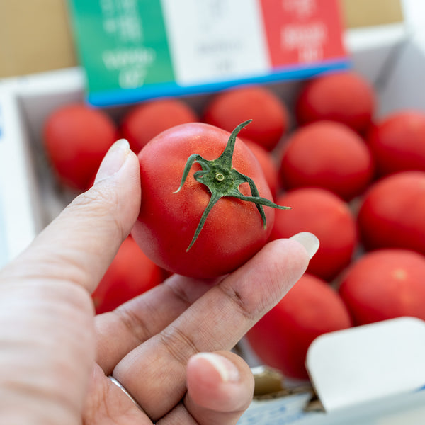 [Air Express] Japanese Sugar Tomato - 1kg(13〜16pc)/box