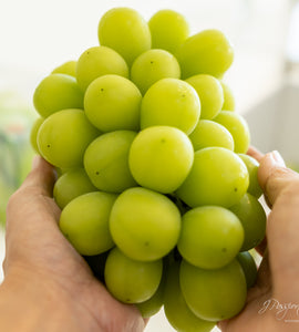 [Air Express] Japanese Premium Shine Muscat — ±700g/pkt (Gift Box)