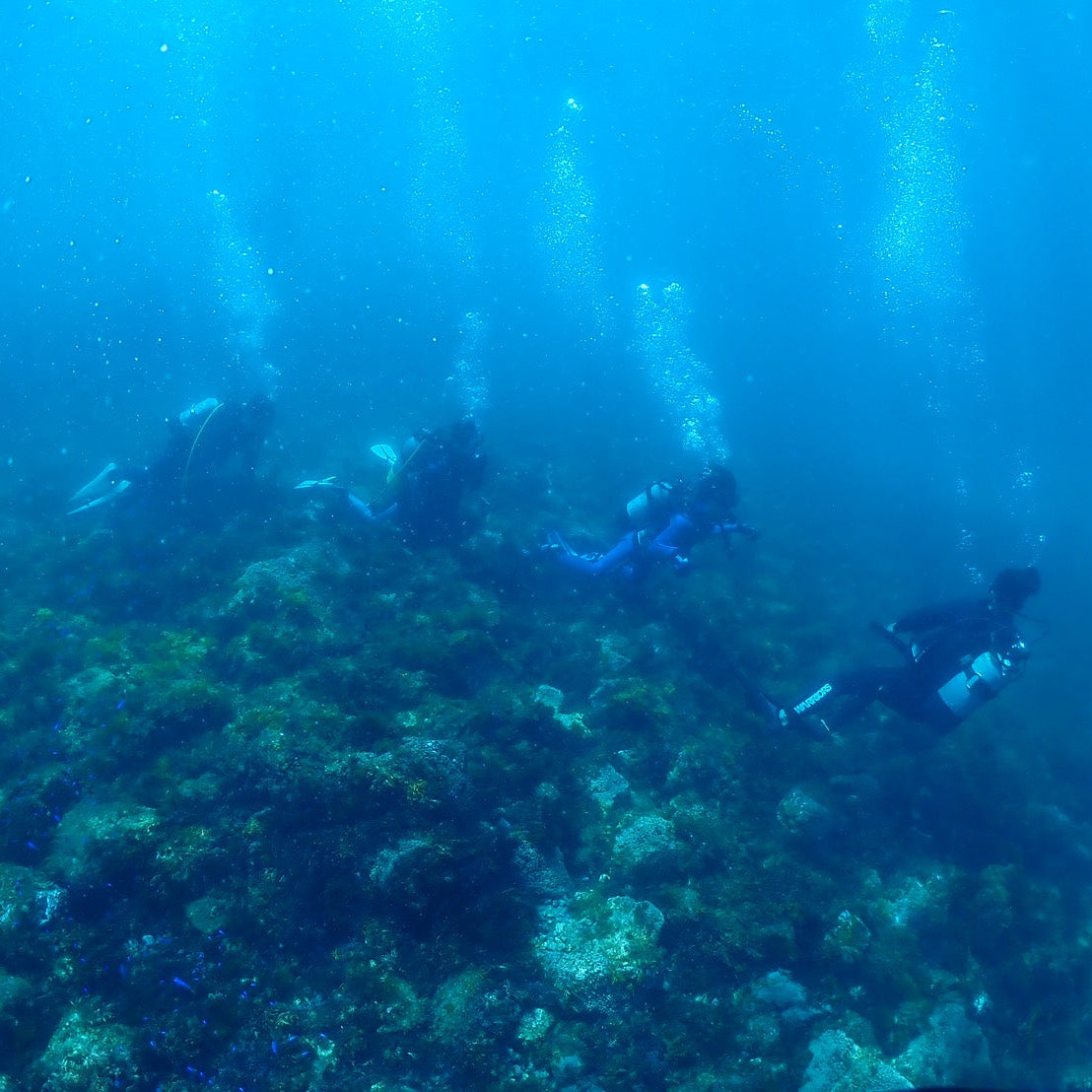 A Diving Day in Izu tour