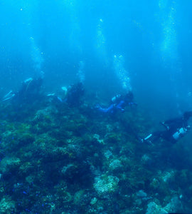 A Diving Day in Izu tour