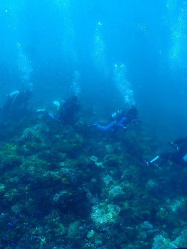 A Diving Day in Izu tour